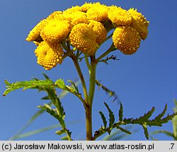 Tanacetum vulgare