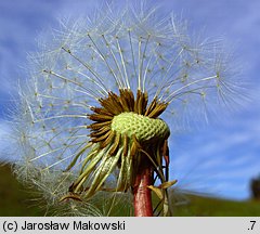 Taraxacum officinale coll. (mniszek lekarski (coll.))