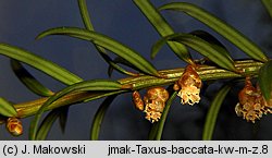 Taxus baccata