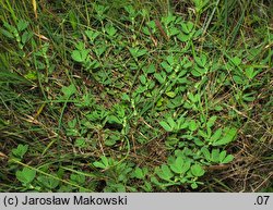 Tetragonolobus maritimus (komonicznik skrzydlastostrąkowy tęgi)