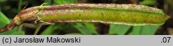 Tetragonolobus maritimus ssp. siliquosus (komonicznik skrzydlastostrąkowy tęgi)