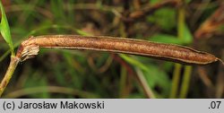 Tetragonolobus maritimus (komonicznik skrzydlastostrąkowy tęgi)