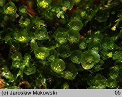 Tetraphis pellucida (czteroząb przeźroczysty)