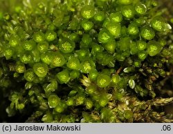 Tetraphis pellucida (czteroząb przeźroczysty)