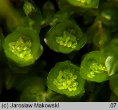 Tetraphis pellucida (czteroząb przeźroczysty)