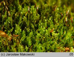 Tetraphis pellucida (czteroząb przeźroczysty)