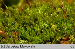 Tetraphis pellucida (czteroząb przeźroczysty)