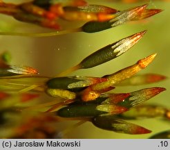 Tetraphis pellucida (czteroząb przeźroczysty)