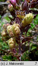 Teucrium chamaedrys