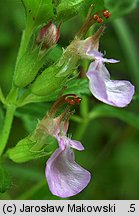 Teucrium chamaedrys