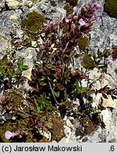 Teucrium chamaedrys