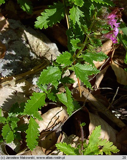 Teucrium chamaedrys