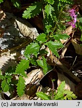 Teucrium chamaedrys