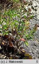 Teucrium chamaedrys