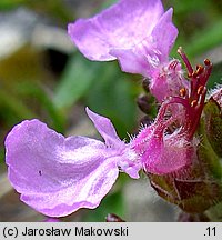 Teucrium chamaedrys