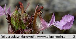 Teucrium chamaedrys