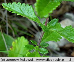 Teucrium chamaedrys