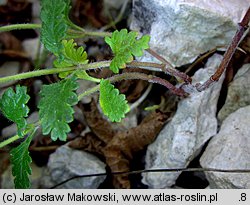 Teucrium chamaedrys