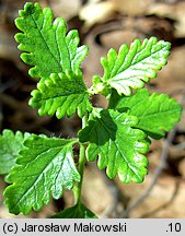 Teucrium chamaedrys