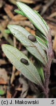 Teucrium montanum (ożanki górskiej)