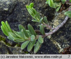 Teucrium montanum (ożanki górskiej)