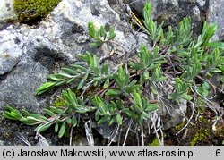 Teucrium montanum (ożanki górskiej)