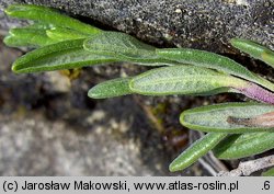 Teucrium montanum (ożanki górskiej)