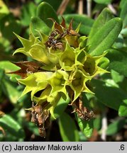 Teucrium montanum (ożanki górskiej)