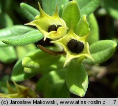 Teucrium montanum (ożanki górskiej)