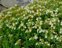 Teucrium montanum