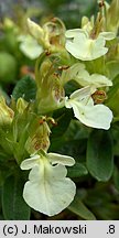 Teucrium montanum (ożanki górskiej)