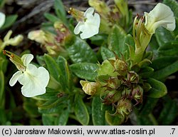 Teucrium montanum (ożanki górskiej)