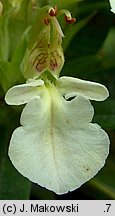 Teucrium montanum (ożanki górskiej)