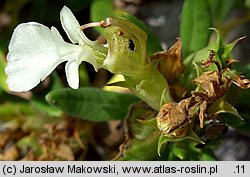 Teucrium montanum (ożanki górskiej)