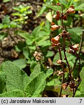 Teucrium scorodonia