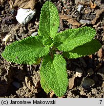 Teucrium scorodonia