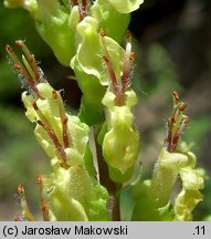 Teucrium scorodonia (ożanka nierównoząbkowa)