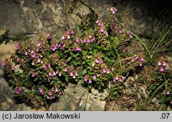 Teucrium chamaedrys (ożanka właściwa)