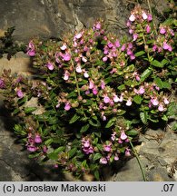 Teucrium chamaedrys (ożanka właściwa)