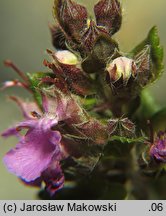 Teucrium chamaedrys (ożanka właściwa)