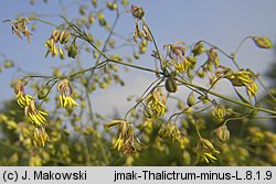 Thalictrum minus