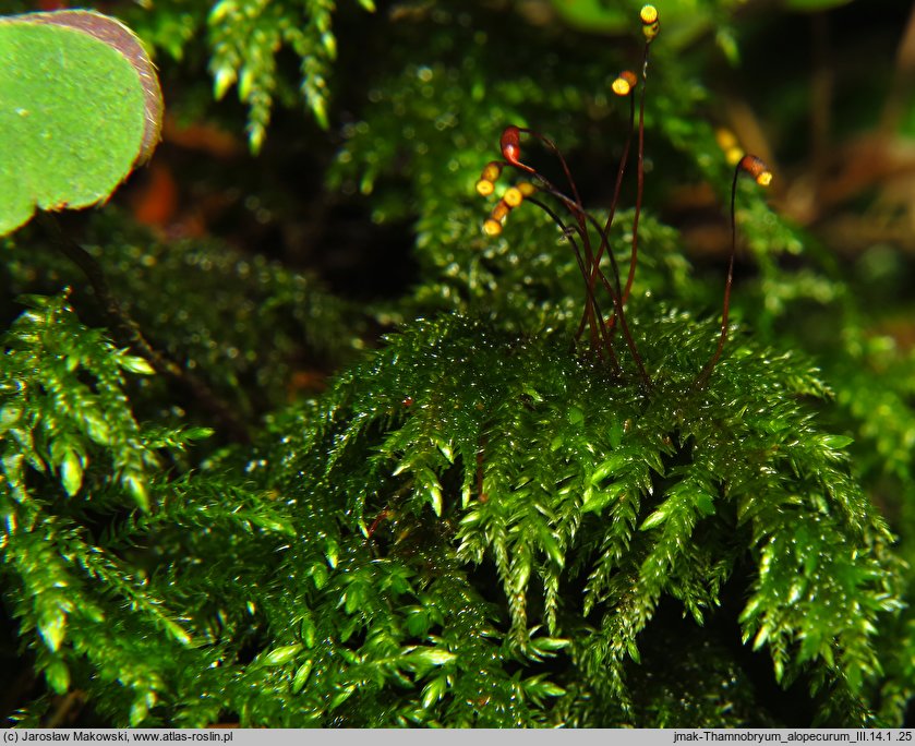 Thamnobryum alopecurum (krzewik źródliskowy)