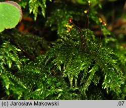 Thamnobryum alopecurum (krzewik źródliskowy)