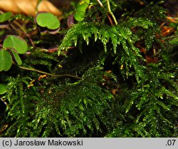 Thamnobryum alopecurum (krzewik źródliskowy)