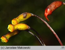 Thamnobryum alopecurum (krzewik źródliskowy)