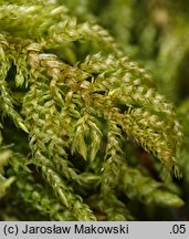 Thamnobryum alopecurum (krzewik źródliskowy)