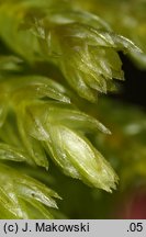 Thamnobryum alopecurum (krzewik źródliskowy)