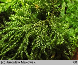 Thamnobryum alopecurum (krzewik źródliskowy)