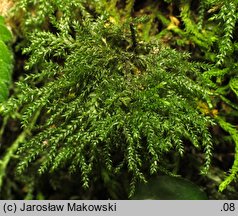 Thamnobryum alopecurum (krzewik źródliskowy)