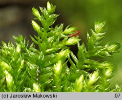 Thamnobryum alopecurum (krzewik źródliskowy)